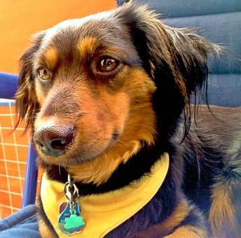 Pet Dog Insurance - Comparing Pet Dog Insurance Plans