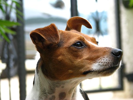 Dog Joint Problems - Does Glucosamine Really Help?