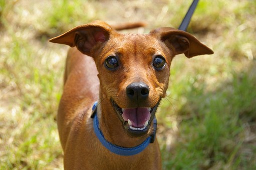 Dog Insurance Uk - Finding The Best Uk Dog Insurance