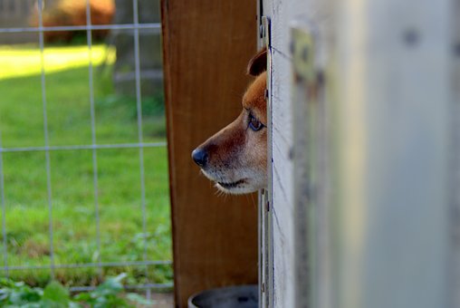 Dog Bad Habits Solved