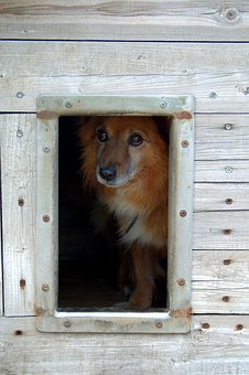Don't Catch A Disease From Your Dog