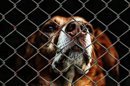 Why Should People Consider Dogs For Sale?