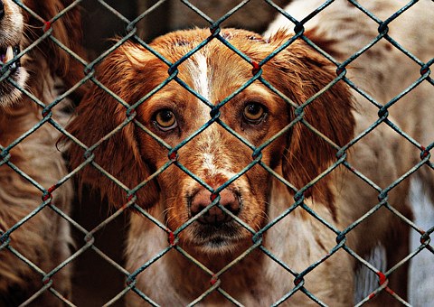 How To Train Your Dog: Dog Insurance And More