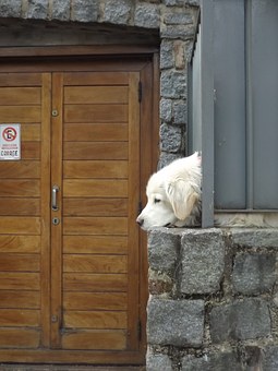 Online Dog Stores – A Place for Variety of Dog Products