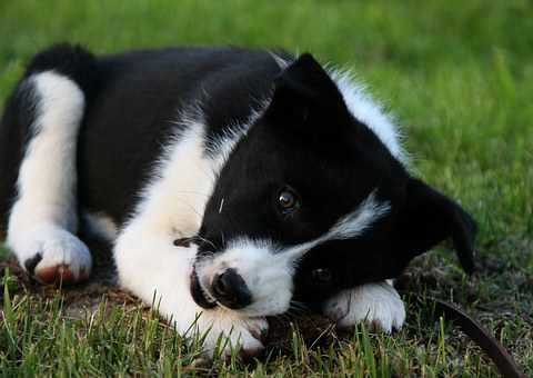 Sealyham Terrier Dog