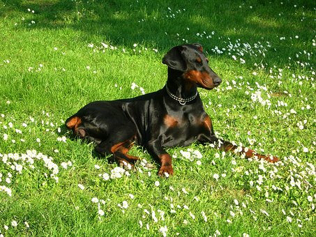 Get That Sporty Look For Your Dog