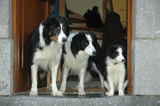 Taking The Dog For A Walk - Which Breed Is Best?