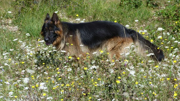 Should You Get Pet Insurance For Your Dog Or Cat?