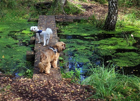 Keeping Your Dog Entertained While You're Away