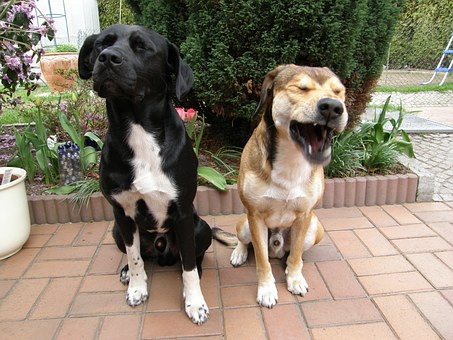 Dog Speak