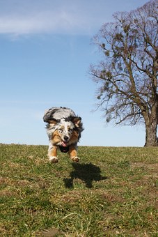 Dog Training Collar: Positive Or Negative Means