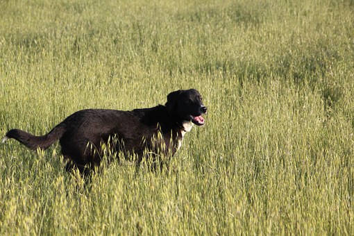Believe You Understand Which Dogs Can Rip Their Acls?