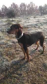 Diet For Older Dogs
