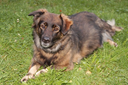 Basic Dog Care For Newbie Dog Owners