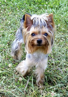 Why Should You Groom Your Dog?