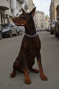 The Uniqueness Of Dog Training Collar