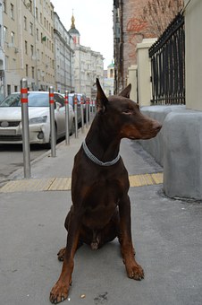 How to buy a dog online?