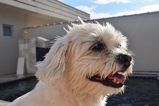 Dog Shedding Prevention