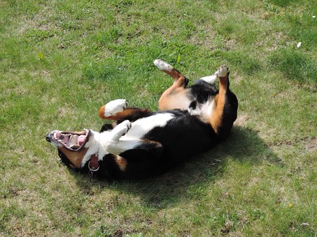 How You Can Teach A Boxer Dog To Come