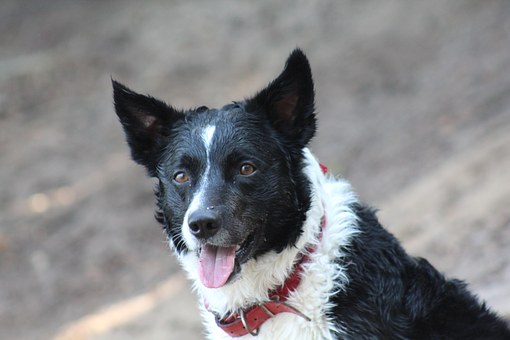 Bark Collar For Dog