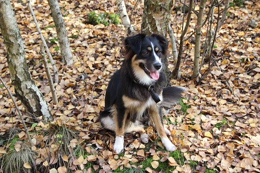 All About Cognitive Dysfunction Or Doggy Alzheimers