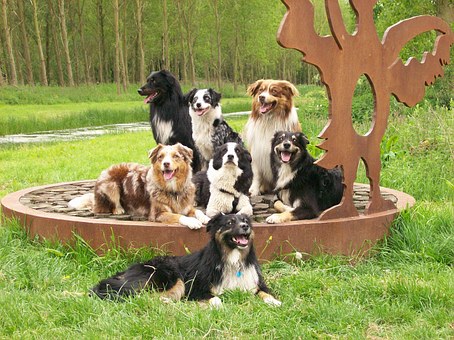 Pet Health Dog Insurance Plans