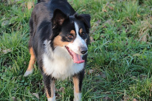 Barking Dog Collar In Dog Training