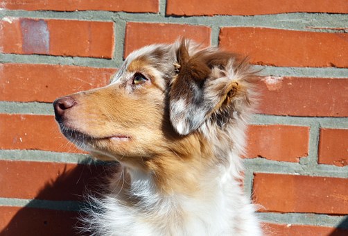 How To Memorialize Your Family Dog