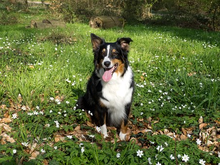 Spot-On Treatments for Scabies in Dogs
