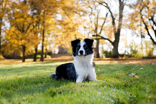 How To Choose A Professional Dog Trainer