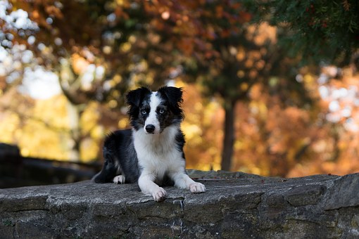 Often Be Acquaintances To Enjoy The Dog Ever Again -- Likely To Execute!