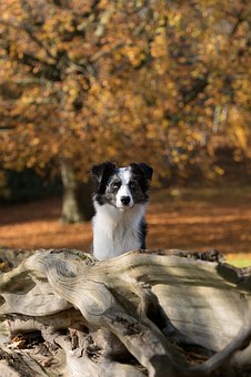 You Can Find The Best Dog Treats For Your Dog Online