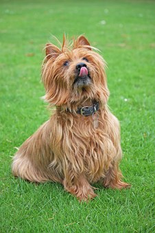Dog Glucosamine