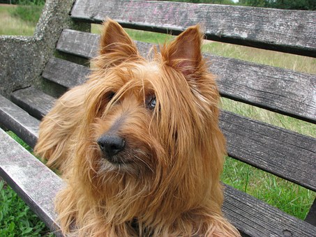 Dog Scratching 101 - How To Help Your Pooch... Defeat The Itch!