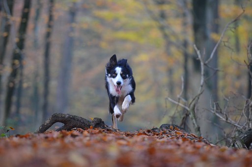 Some Requirements Of Dog Boarding Centers Before Accepting A Canine For Dog Kennel