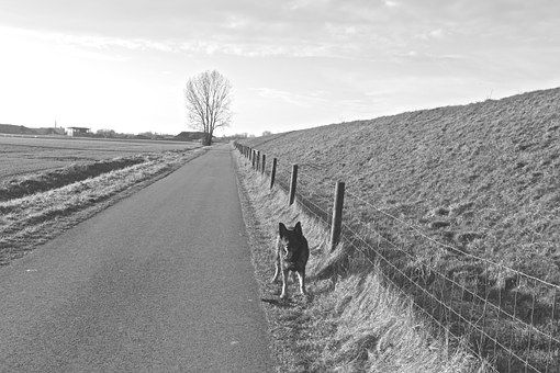 Before Obtaining A Leonberger Dog, Read This
