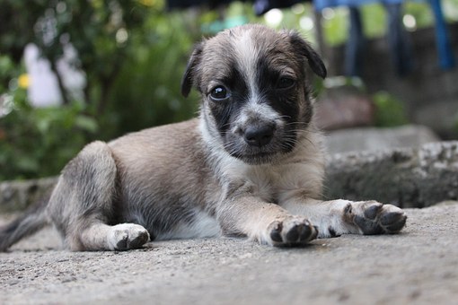 All about Feminized Doggies Nuts Seeds