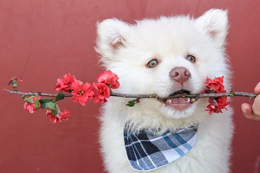 Tips For Treating Your Dog's Urinary Tract Infection