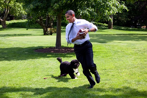 Choosing The Appropriate Collars For Your Dog