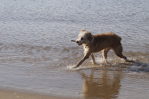 Online Dog Boutiques Helping You In Providing Luxury Life To Your Doggies