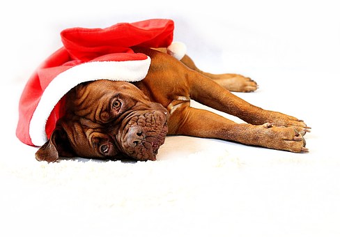Dog Seizures - What Are The Common Causes?
