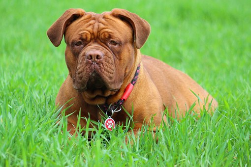The Shar Pei Dog