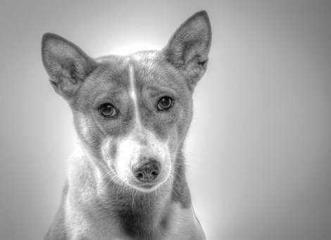 Why Dogs Need Raised Dog Beds