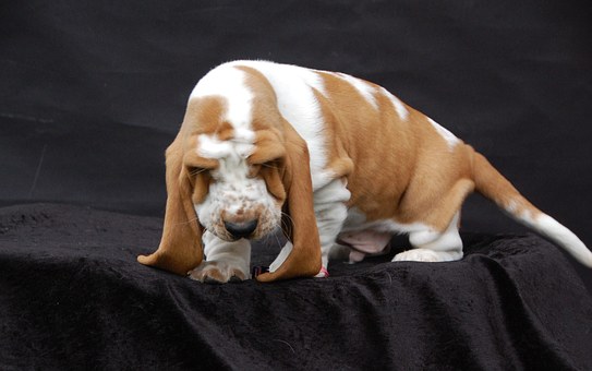 Dog Gone Fun At Doggy Day Care