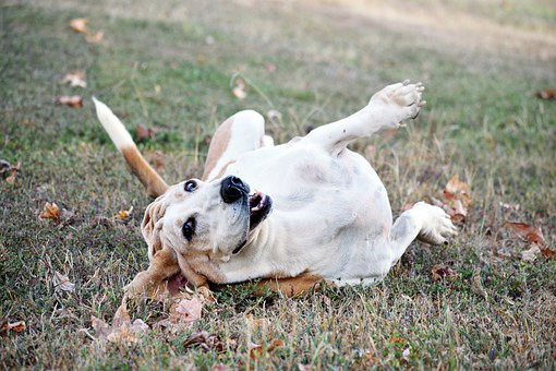The Dog Training Collar Is Meant To Assist Dog Trainers