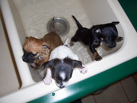 Pet Insurance FAQ: Your Dog's Most Common Ailments