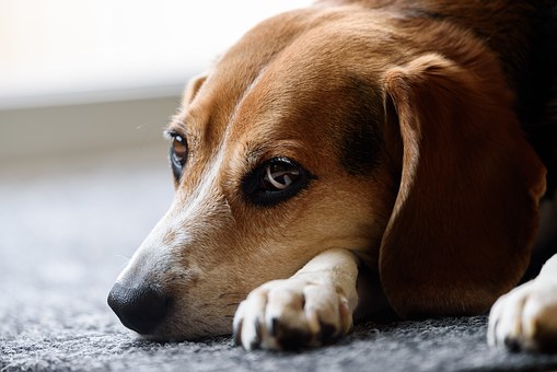 Everything You Need To Know About Hypothyroidism In Dogs