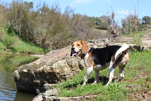 Dog Supplement-Immunity Without Immunizations
