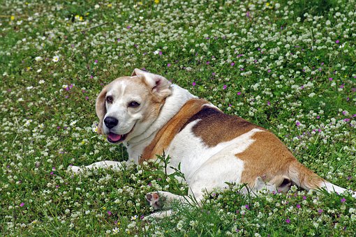 Using Agility Dog Training With Pit Bull Terriers