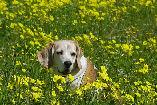 How You Can Train Your Dog Dog Really Fast
